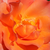 Pomarańczowy - Róże rabatowe floribunda - Courtoisie